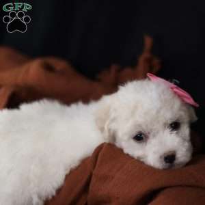 Brianna, Bichon Frise Puppy